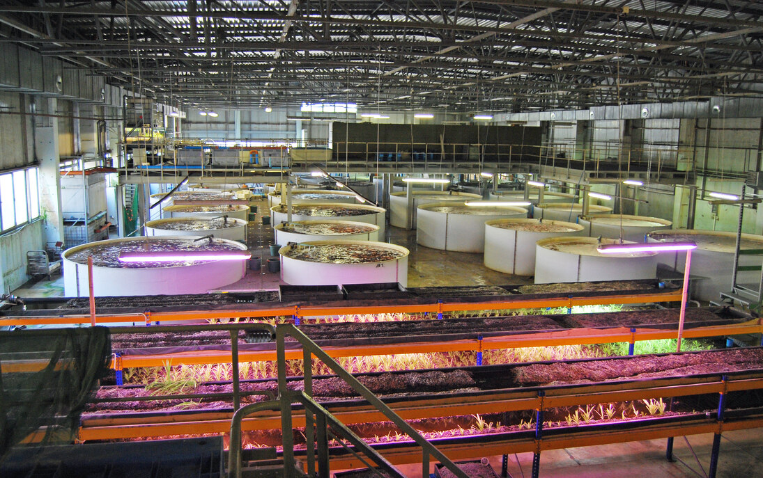 Kirschauer Aquakulturen: Eine Halle mit Zuchtbecken für Fische