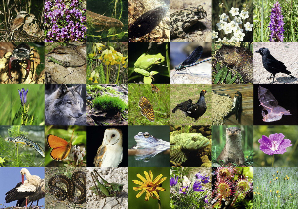 Förderrichtlinie Natürliches Erbe: Foto-Collage mit verschiedenen heimischen Tieren und Pflanzen