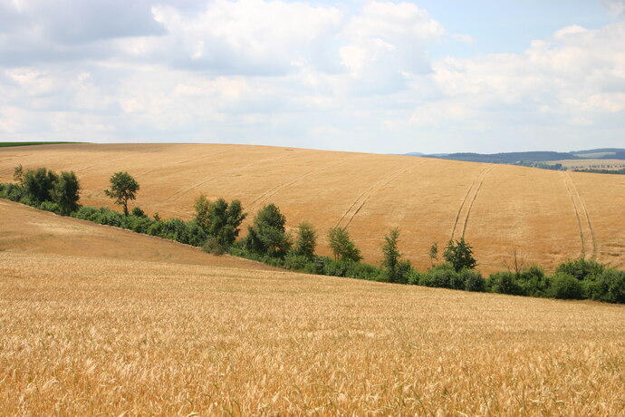 Weizenfeld mit einem Gehölzstreifen zu sehen.