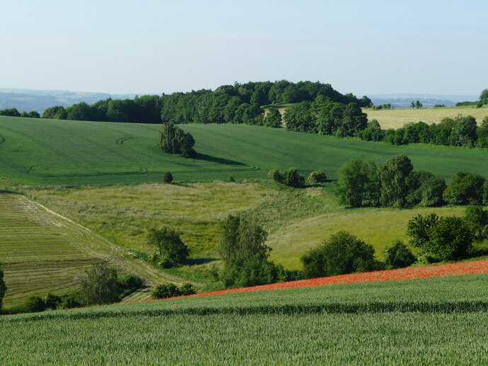 Foto einer strukturreichen Agrarlandschaft: grüne Wiesen und Felder auf Hügeln, mit mehreren Baumstreifen dazwischen