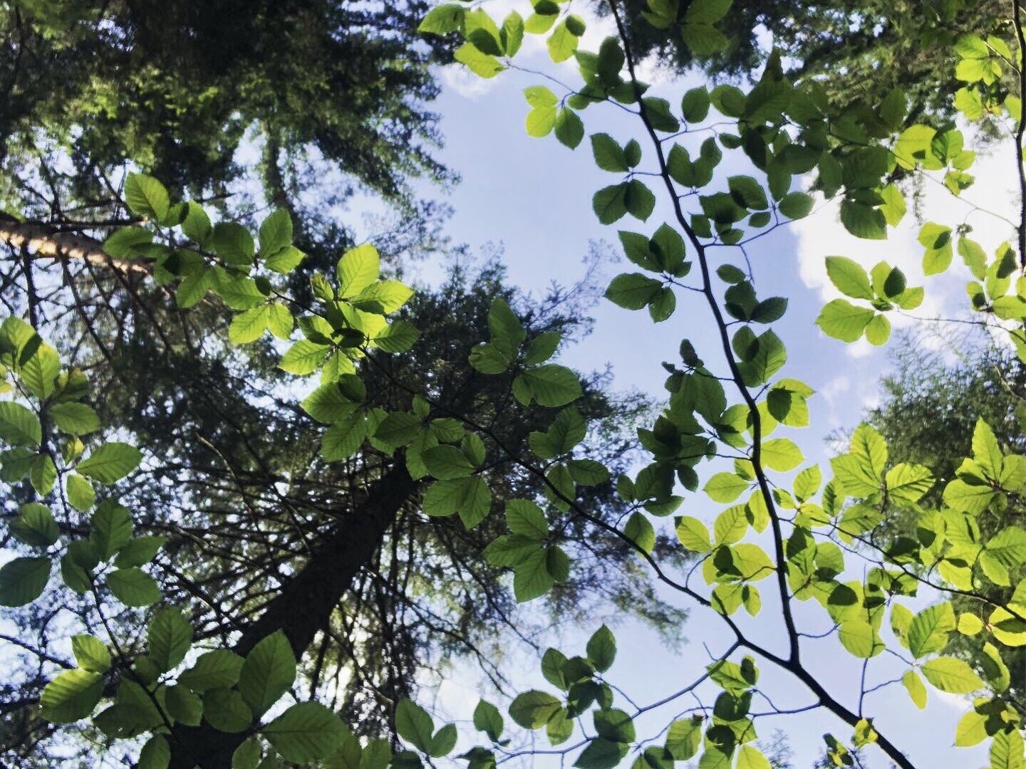 Blätterdach im Wald von unten fotografiert