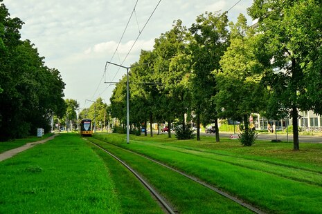 Lärmminderung: Begrünung im Gleisbett der Straßenbahn, daneben eine Baumreihe