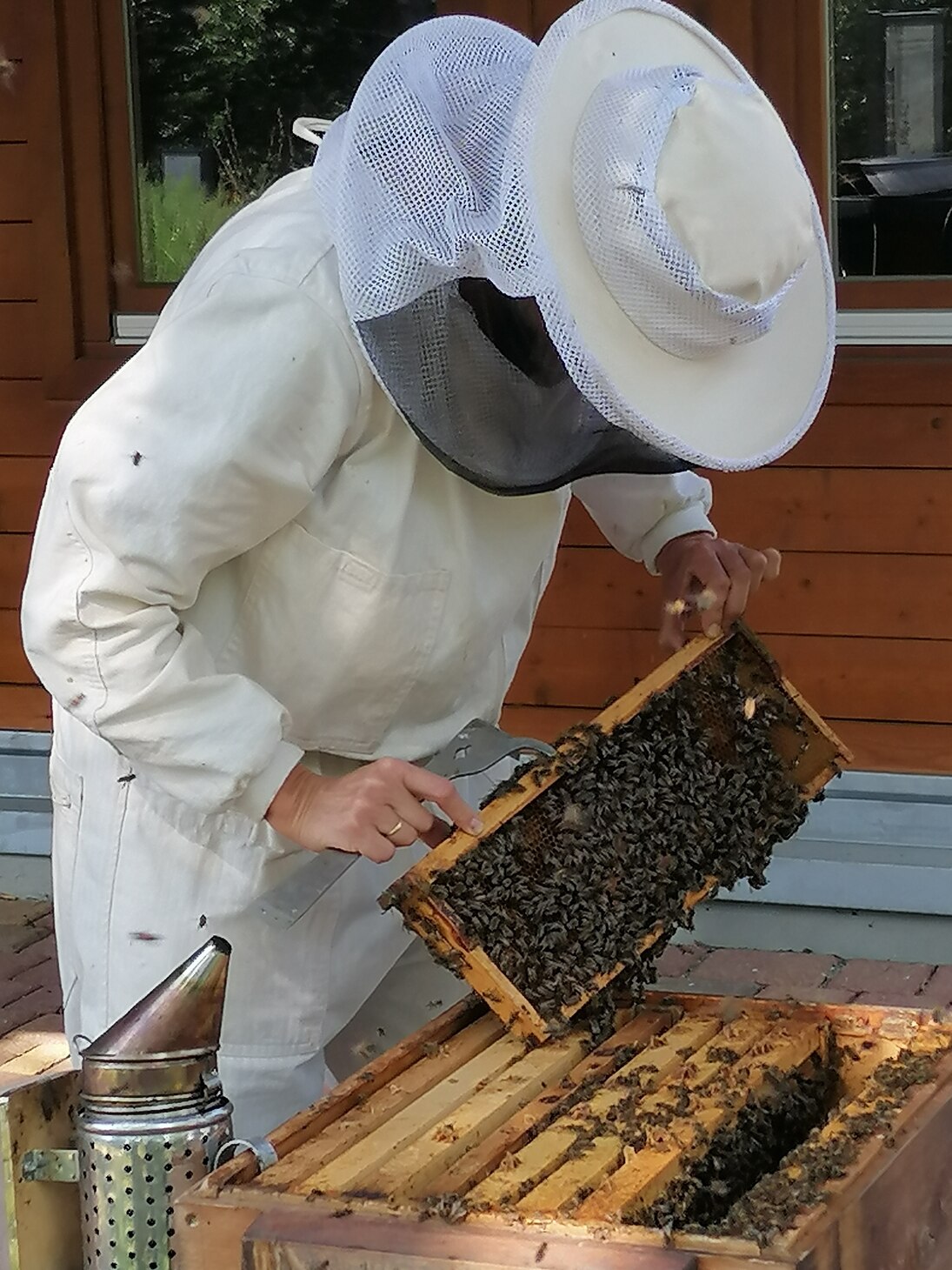 ein Imkerin im Anzug mit Bienen