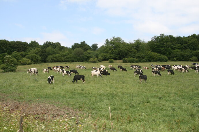 Holstein Friesian auf einer Weide