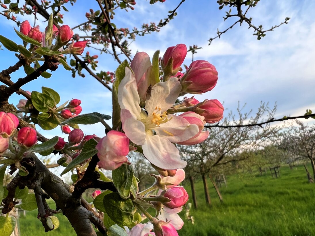 Apfelobstblüte kurz vor der Blüte bei wunderschönen Wetter 