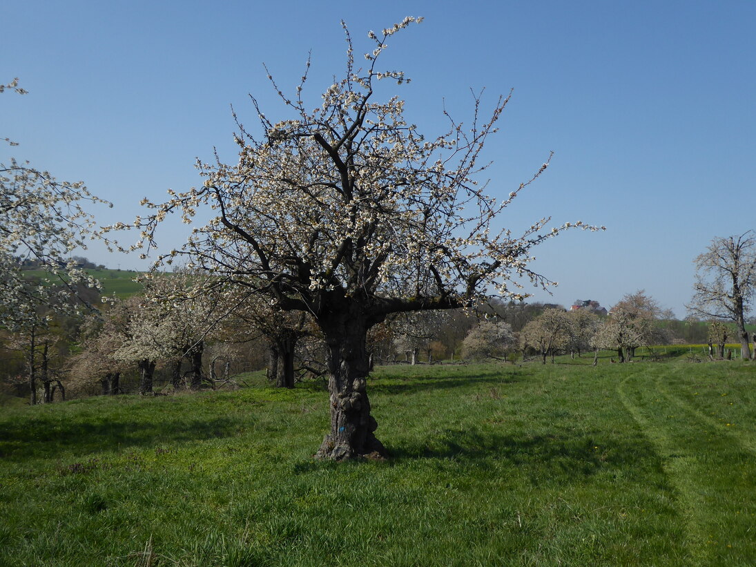 Obstbaum 