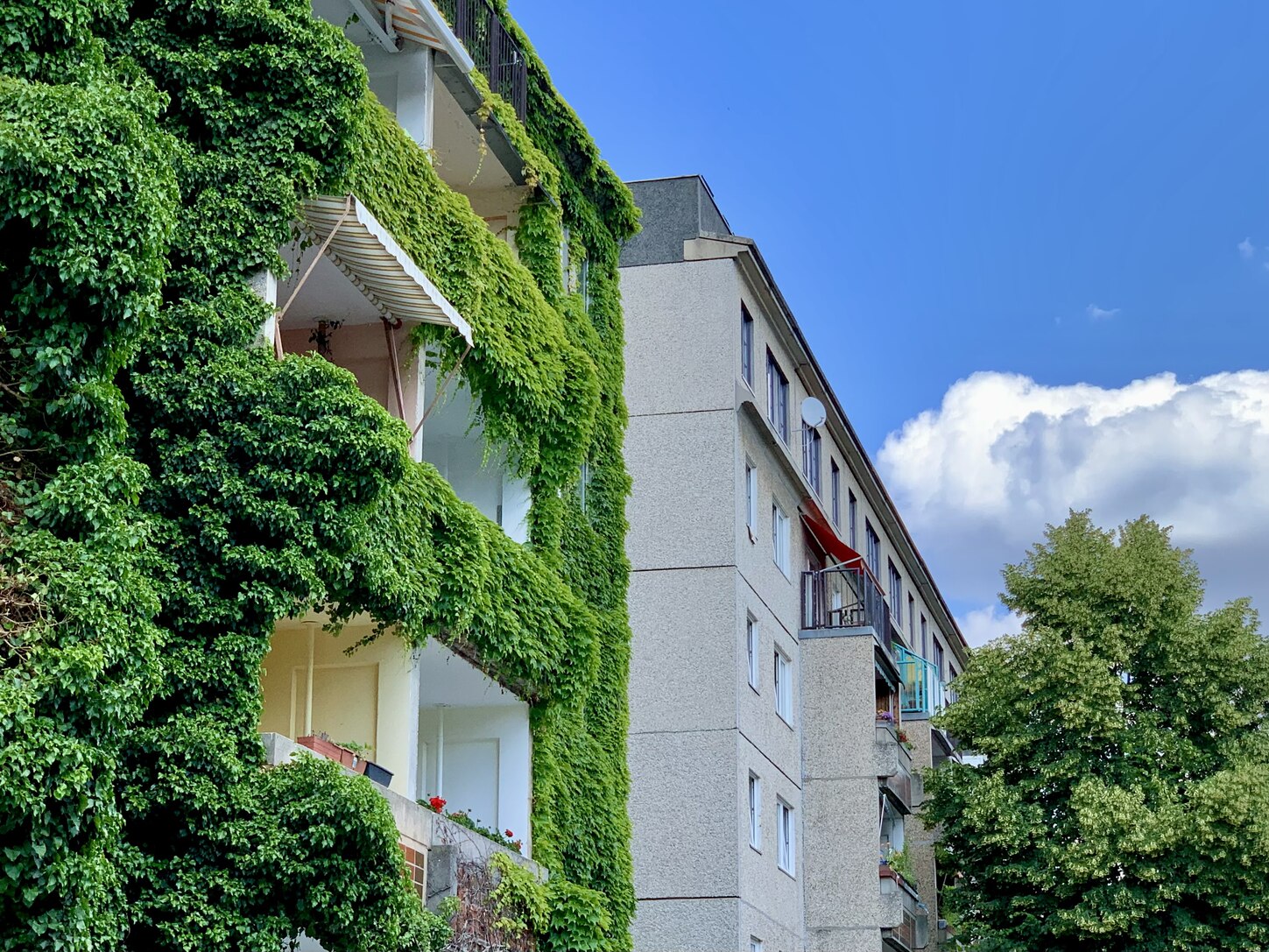 Stadtgrün: Foto eines Wohnhauses mit begrünter Fassade