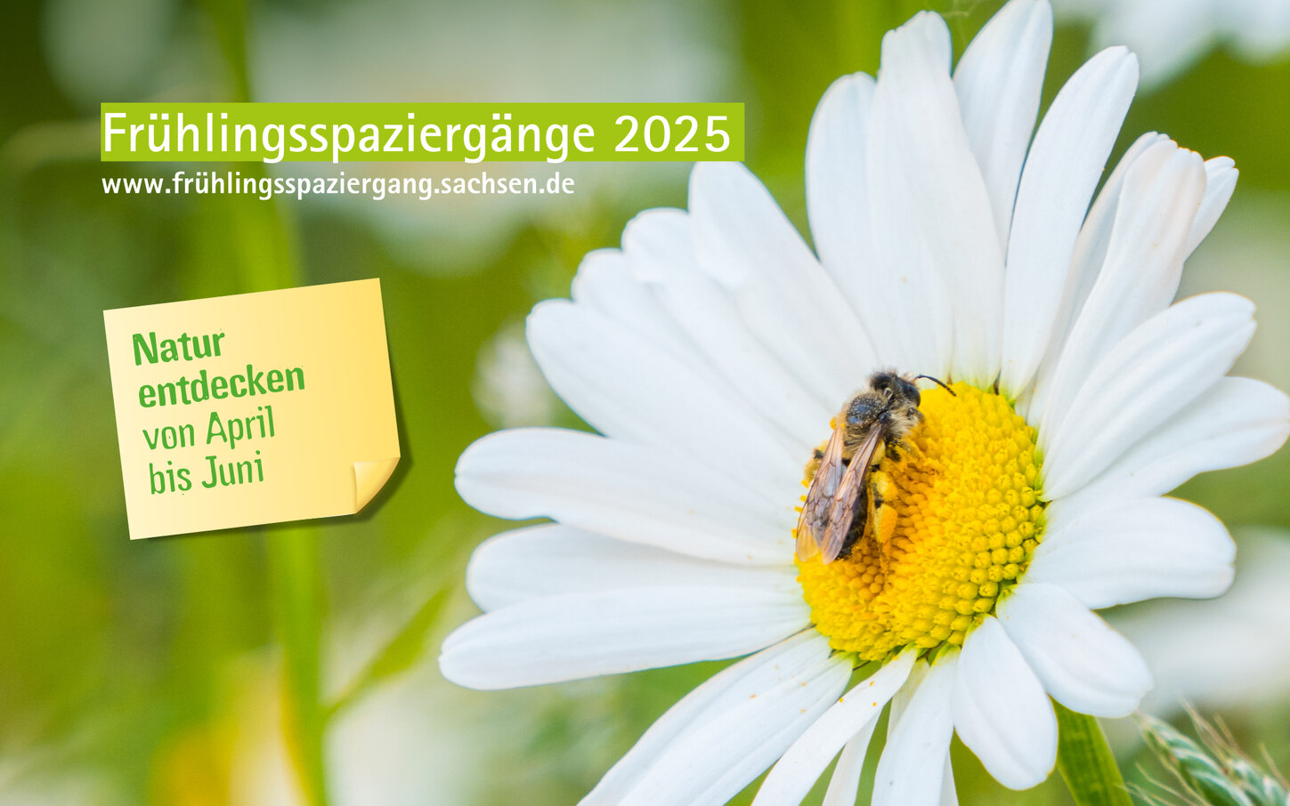 Nahaufnahme einer Margerite mit Biene. Text: Frühlingsspaziergänge 2025 – Natur entdecken von April bis Juni